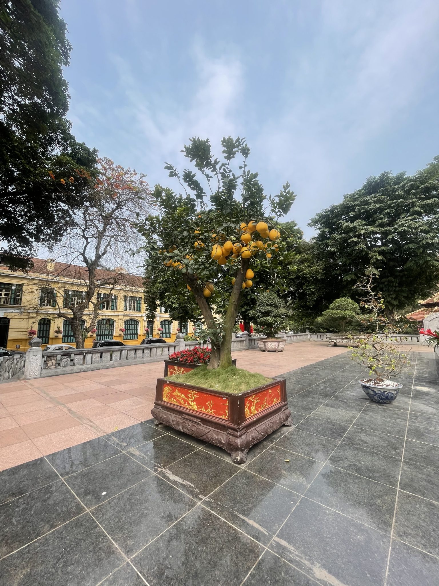 A potted grapefruit tree full of ripe fruit, displayed outdoors on a tiled surface with ornate planter, with other trees and a building in the background under a cloudy sky.