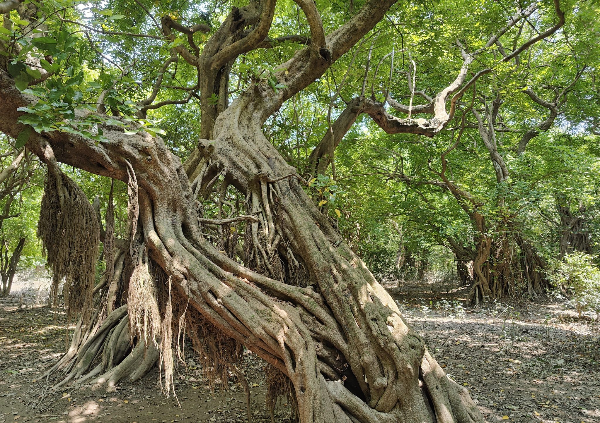 A dense forest scene featuring a large banyan tree with multiple intertwined aerial roots forming a complex, entangled structure. The tree’s thick, winding branches spread outwards, covered in lush green leaves, creating a canopy.